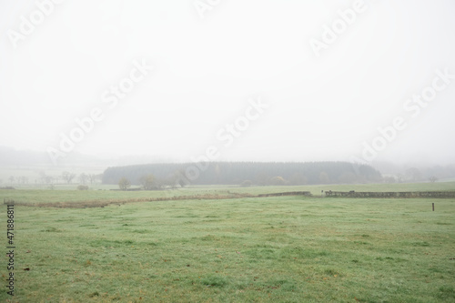 Row of trees on open landscape in fog