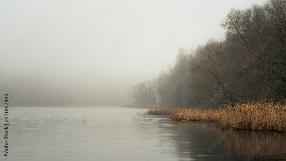 dull colors of late autumn. foggy landscape with scenic views of the lake and coastline with bare trees, dry reed in wet weather and soft misty background dull colors of late autumn. foggy landscape with scenic views of the lake and coastline with bare trees, dry reed in wet weather and soft misty background