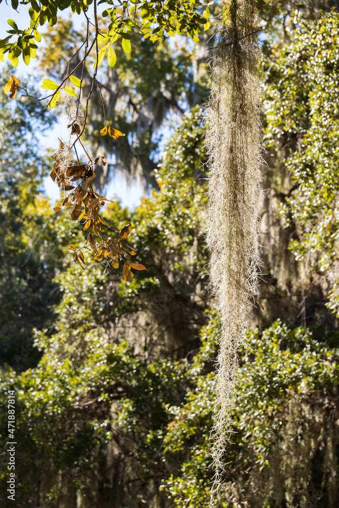 Fototapeta premium Spanish moss on tree limbs