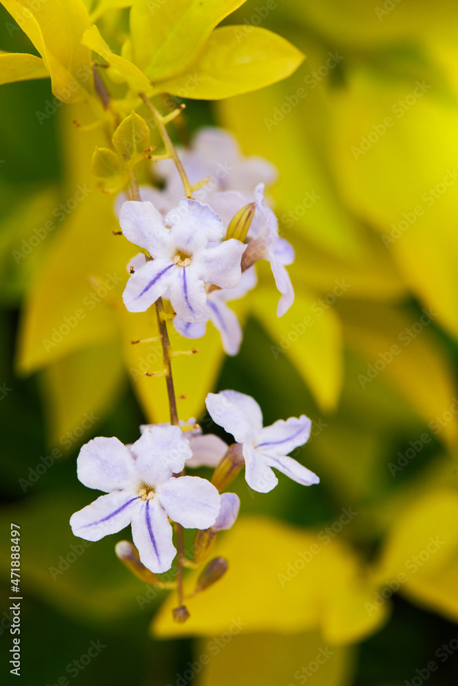 Obraz premium Close up of purple flowers of Duranta repens on blurred yellow leaves background. Pigeon berry