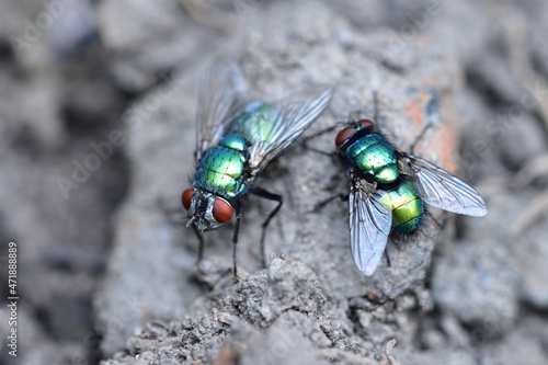 Feeding time for Lucilia sericata photo