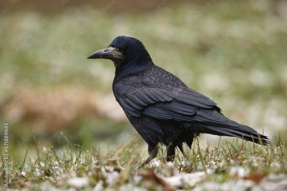 raven on the ground raven on the ground