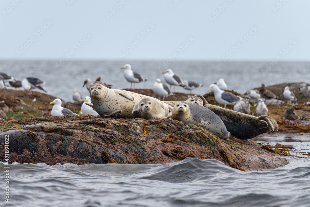 Obraz premium Sea lions on the rocks