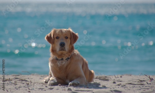 Mi gran amigo Nico disfrutando de la playa. photo