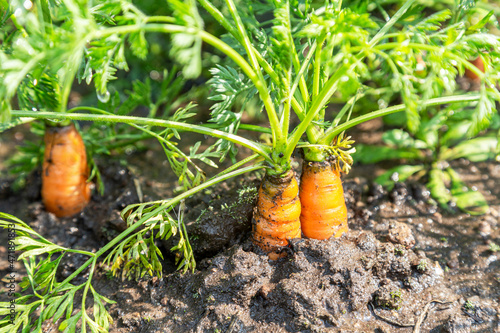 Carrots growing at the vegetable garden in summer sunny day