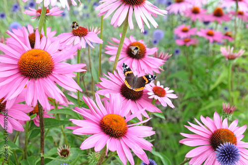 Red admiral butterfly resting on Echinacea 'Pink Parasol' and Echinacea pallida 'pale purple' in flower