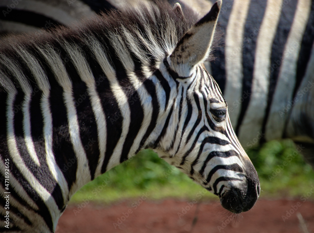 Naklejka premium Zebra foal head