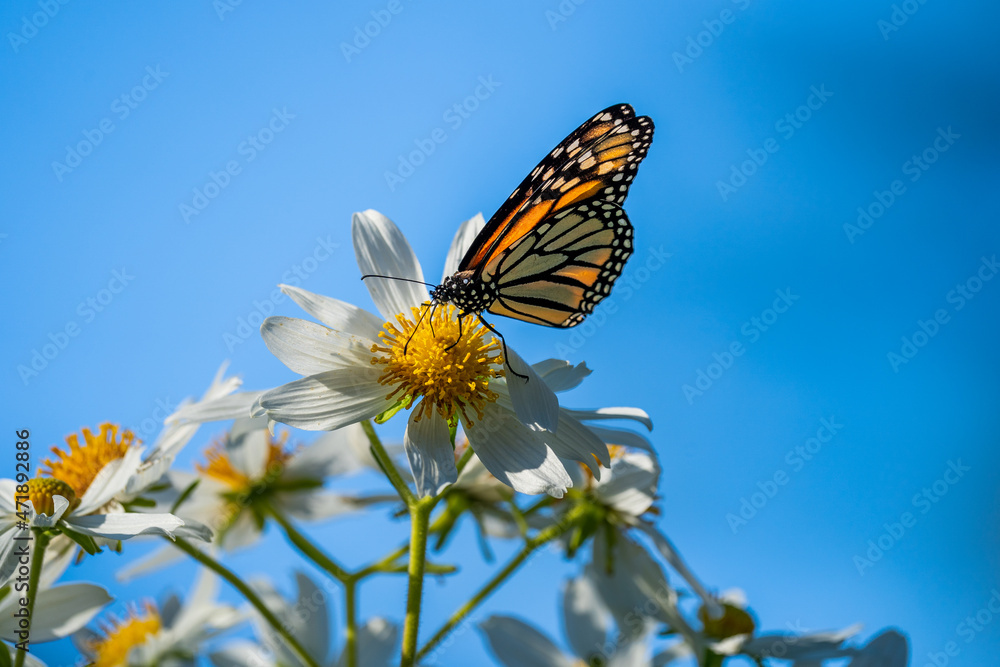 Monarch Butterfly Feeding on Flower