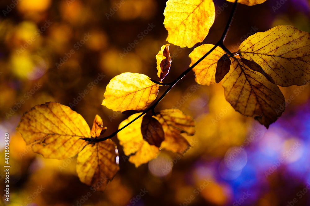 Foglie d'autunno - autumn leaves