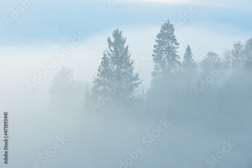 Fog in the mountains, trees silhoettes, natural outdoor background