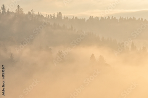 Fog in the mountains, trees silhoettes, natural outdoor background