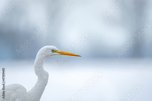 Close up photo of great white egret