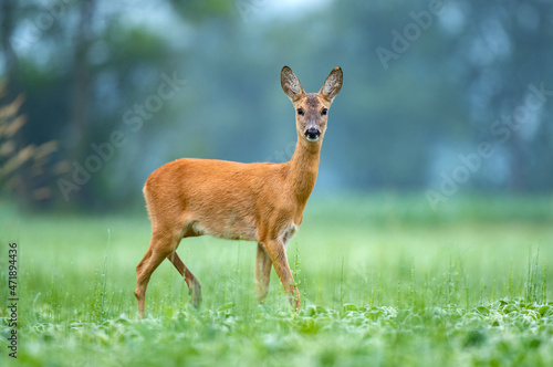 Female roe deer standing in a field © Soru Epotok