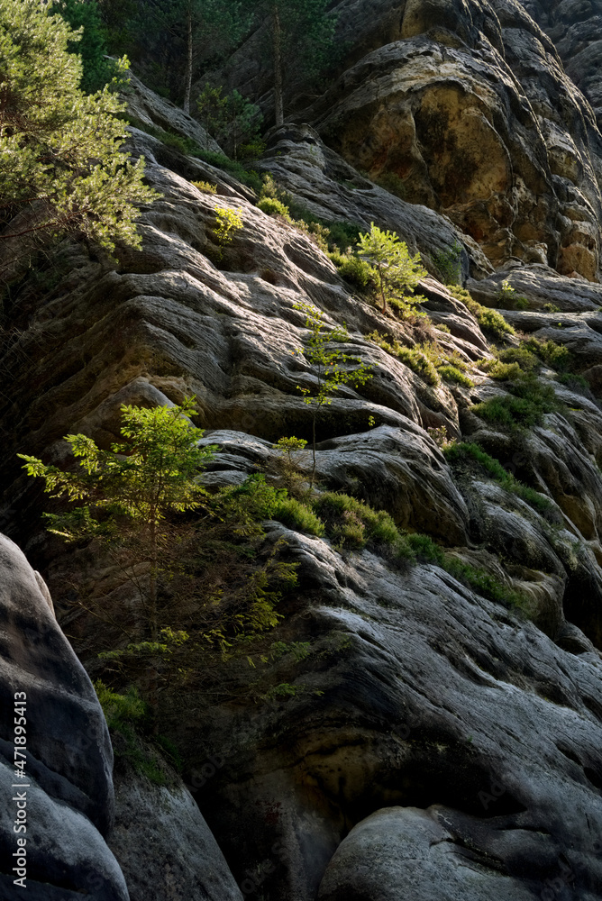 Rocky slope covered with moss and little coniferous trees, partly in sunlight, low angle view Rocky slope covered with moss and little coniferous trees, partly in sunlight, low angle view