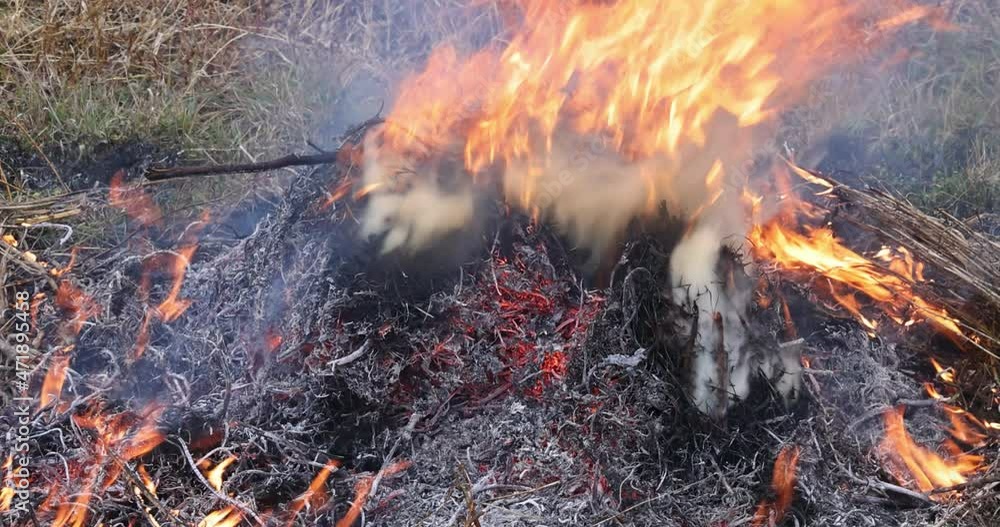 Nature in danger disaster with burning meadow field wild open fire destroys grass on a field the air pollution ecological problem