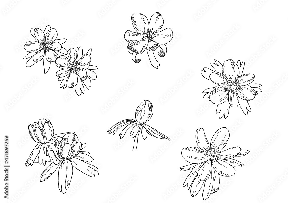 Hand made Winter Aconite ilustration. Outline vector