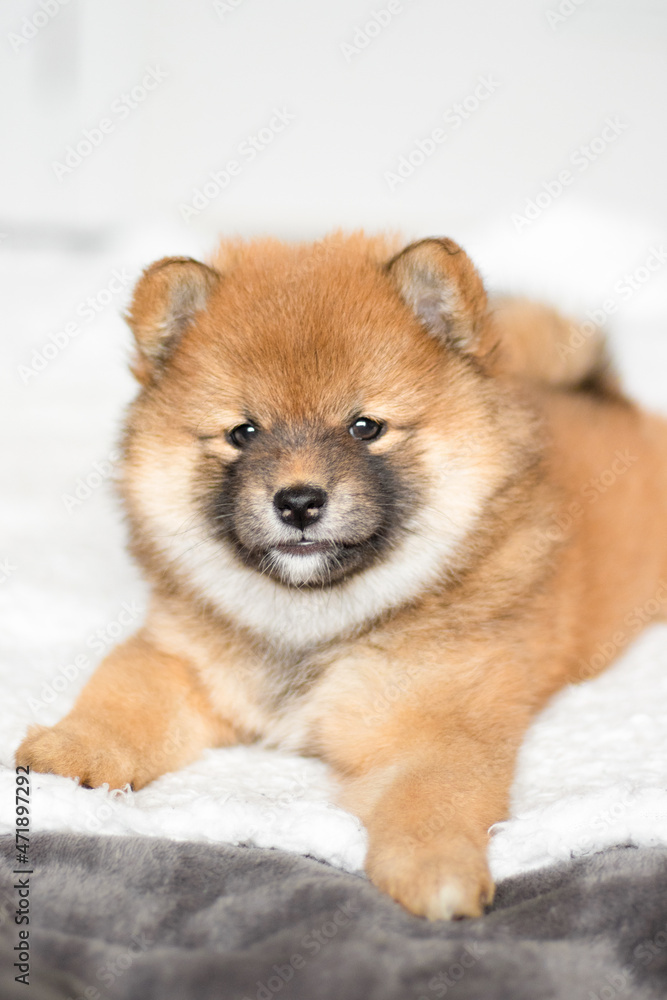 Pets shiba inu puppy. Portrait of a bright Japanese puppy. The puppy is lying on the bed. Cute shiba inu bear. Fluffy shiba inu puppy