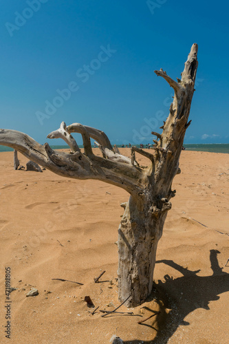 linda praia com areias escuras e tronco seco de árvore