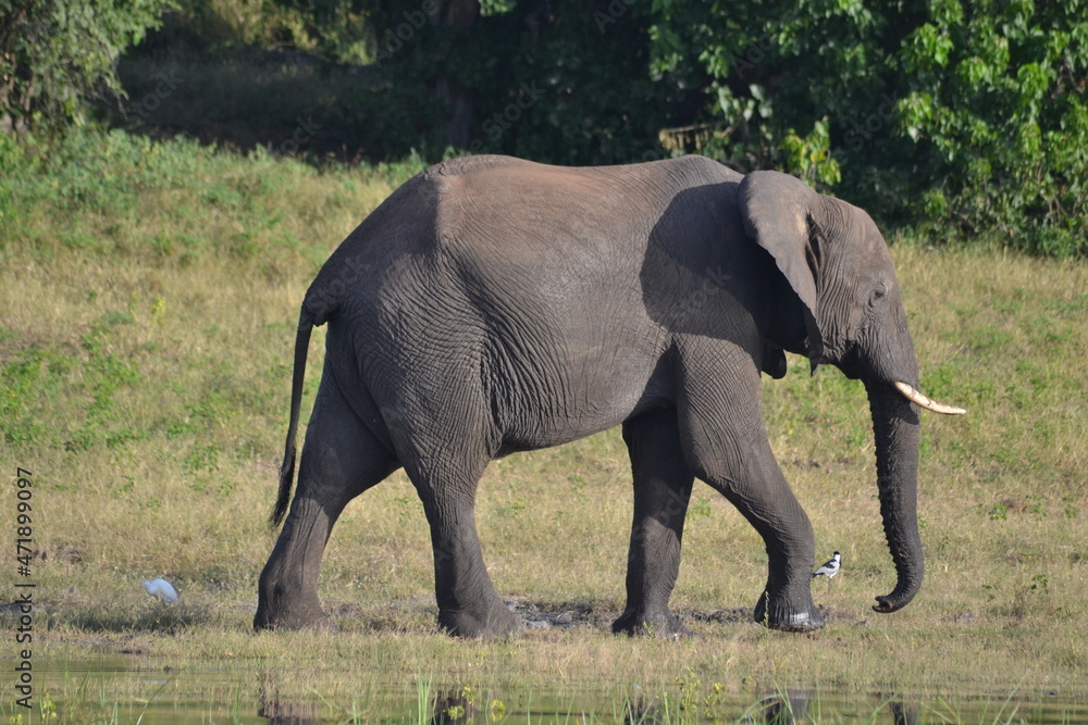 Fototapeta premium elephant