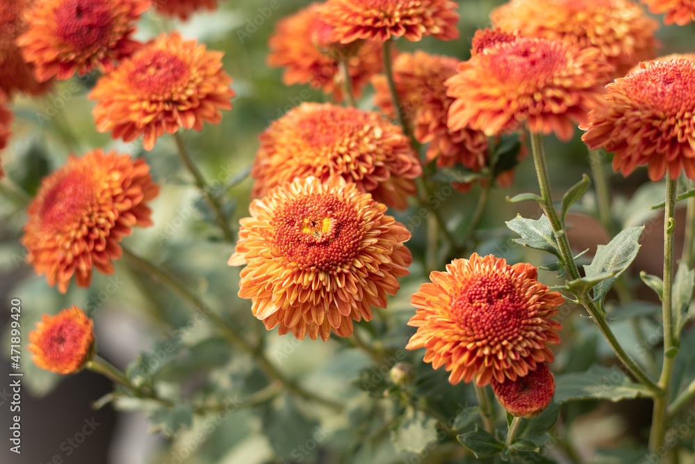 Chrysanthemum Known As Chrysanths, Indian Guldavari Or Guldawari Phool Originating In East Asia Are Genus Of Asteraceae Family. Bright Blooming Flower In Daylight On Blurry Green Leaves Background Chrysanthemum Known As Chrysanths, Indian Guldavari Or Guldawari Phool Originating In East Asia Are Genus Of Asteraceae Family. Bright Blooming Flower In Daylight On Blurry Green Leaves Background