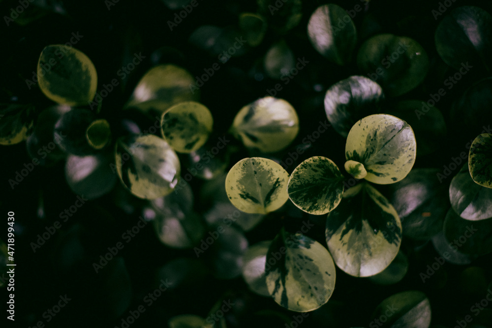 Zielone liście roślinne tło natury, widok z góry. Świeże abstrakcyjne liście ogrodowe. - obrazy, fototapety, plakaty 