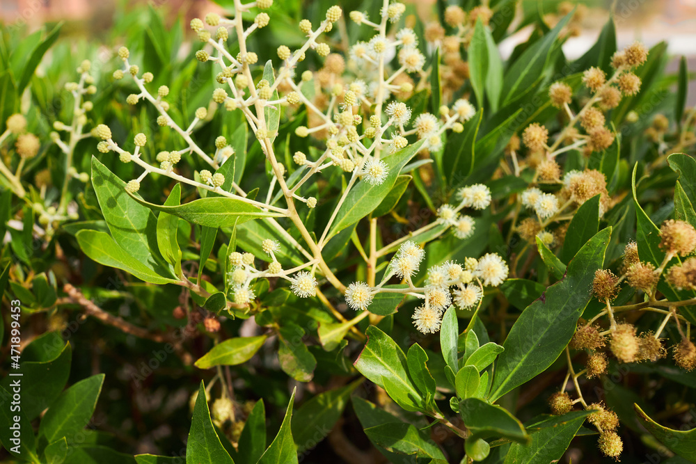 Acacia dealbata o retinodes, Silver Acacia, is a perennial species. Some common names are yellow acacia, mimosa, four-season mimosa, green acacia Acacia dealbata o retinodes, Silver Acacia, is a perennial species. Some common names are yellow acacia, mimosa, four-season mimosa, green acacia