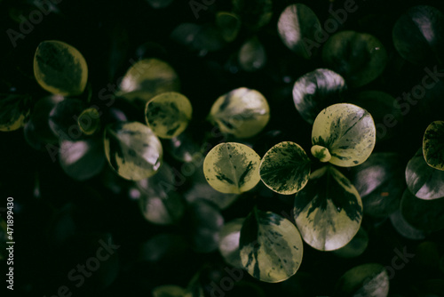 Zielone liście roślinne tło natury, widok z góry. Świeże abstrakcyjne liście ogrodowe.