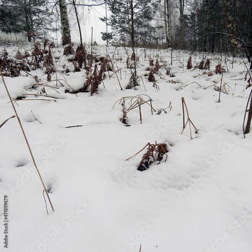 winter forest. the road in the forest is covered with snow.