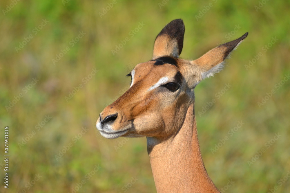 impala in the savannah impala in the savannah