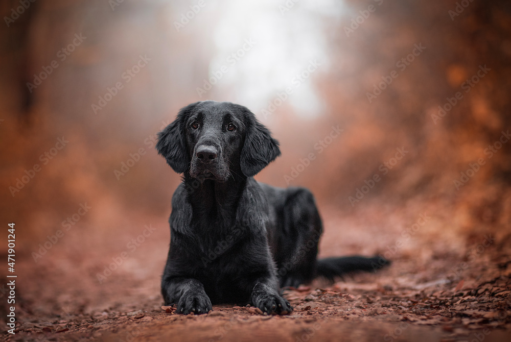 Female flat coated retriever cheap