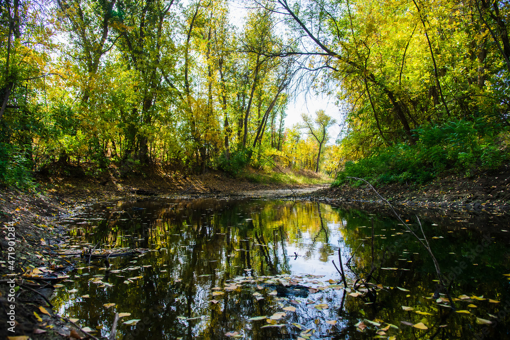 A stream in the middle of the forest