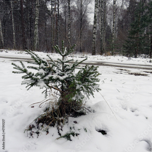 winter forest. young spruce in the snow.