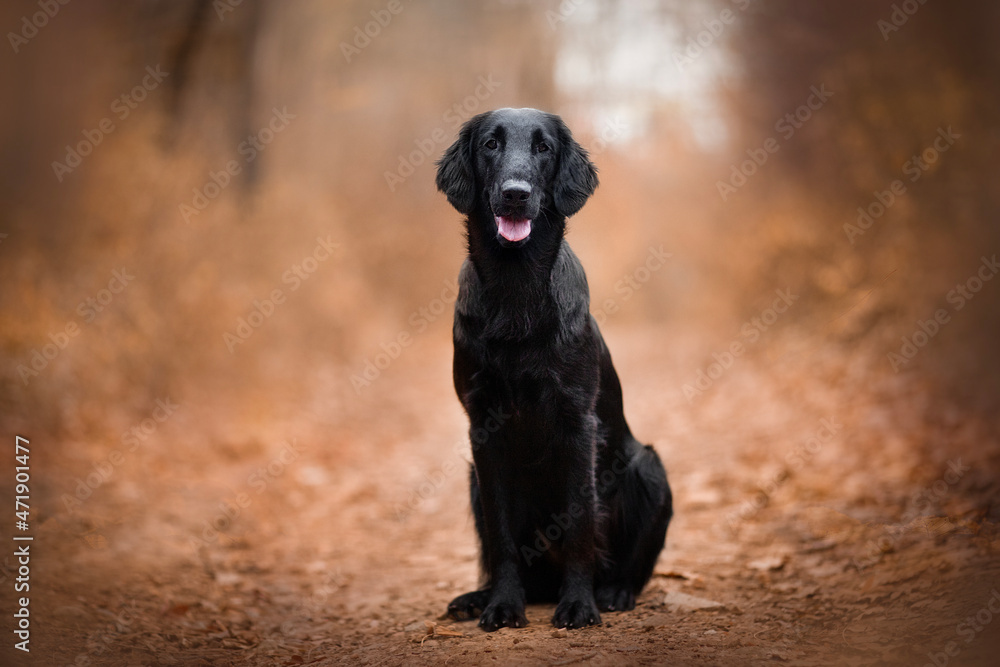 young Flat-coated Retriever