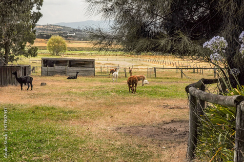 Observation of llamas, mammals in the aviary. They look like a camel, but do not have humps. photo