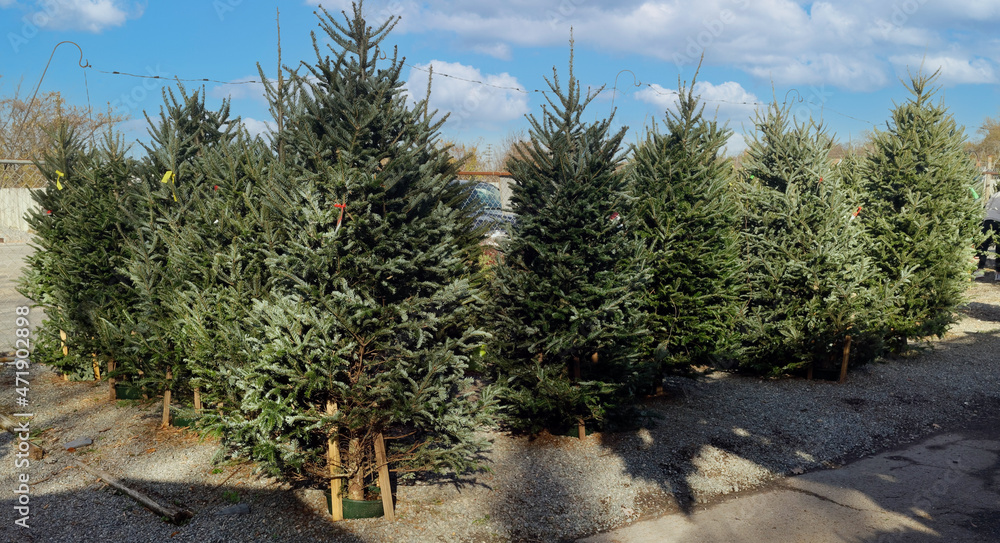 Fototapeta premium Christmas tree lot under blue sky.