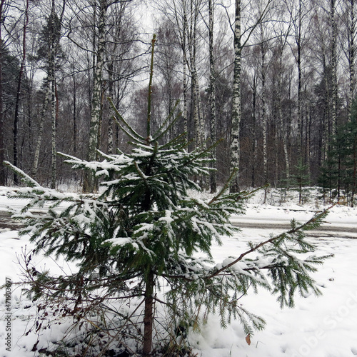 snow covered trees in the forest