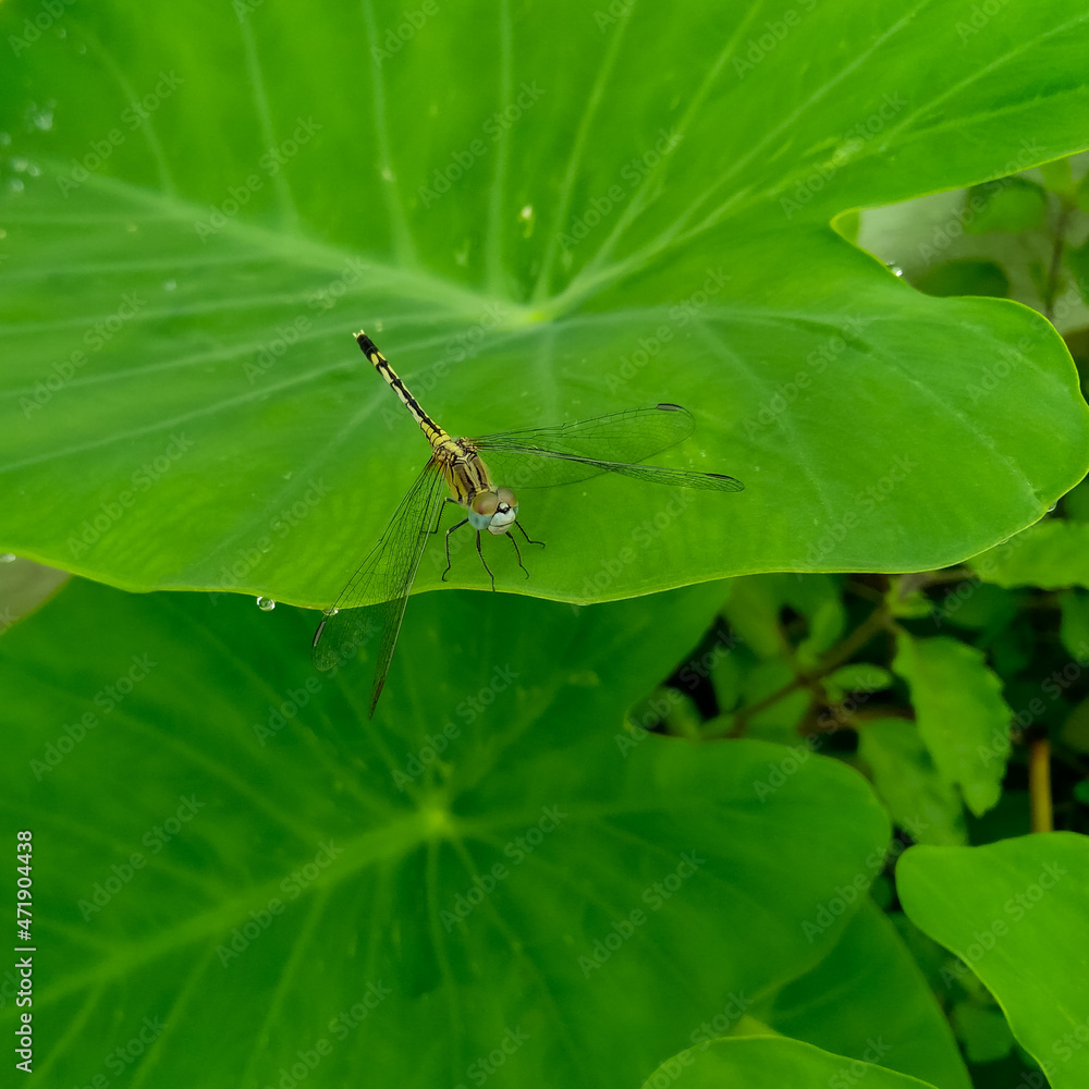 Dragonfly insect sitting on green leaf, plant growing in the garden, nature photography, small wildlife background Dragonfly insect sitting on green leaf, plant growing in the garden, nature photography, small wildlife background