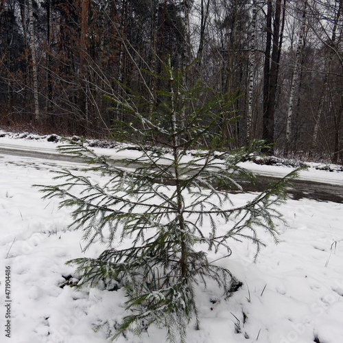 tree in the snow, winter forest.
