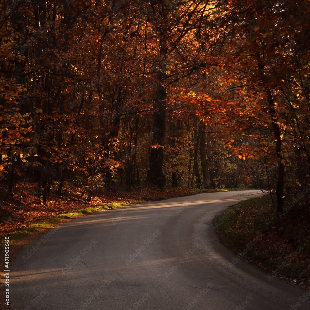Fototapeta premium Road in the forest