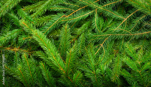 Background of natural Christmas tree branches
