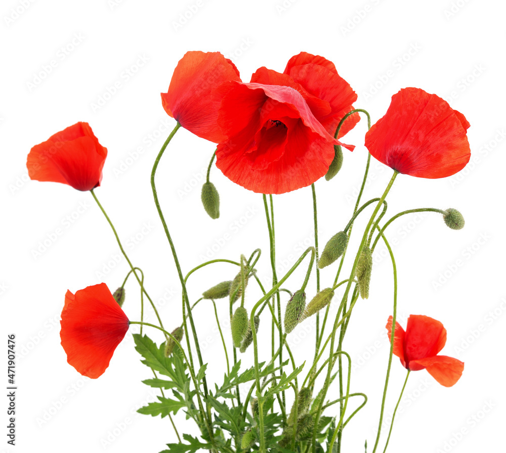 Naklejka premium Red poppy flower.
