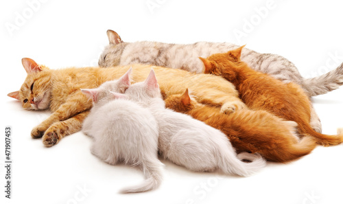 Fototapeta Naklejka Na Ścianę i Meble -  Red cat and kittens.