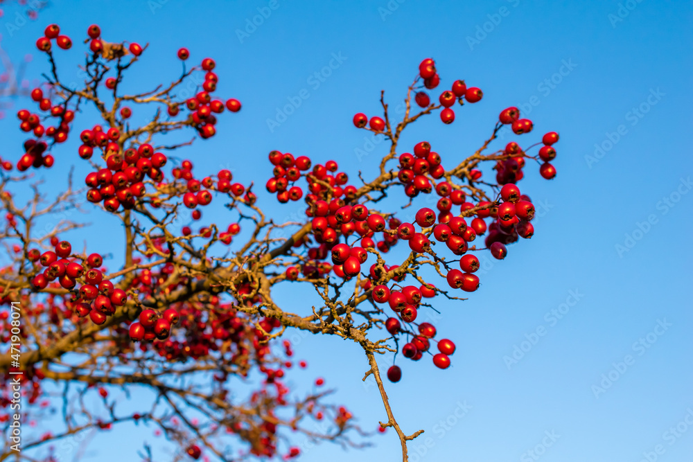 hawthorn tree, the fruits of autumn hawthorn hawthorn tree, the fruits of autumn hawthorn