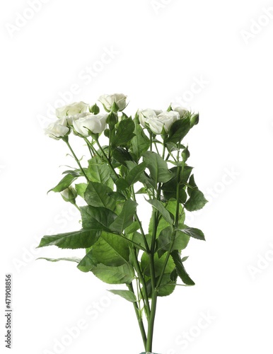 Branch of beautiful bush rose on white background