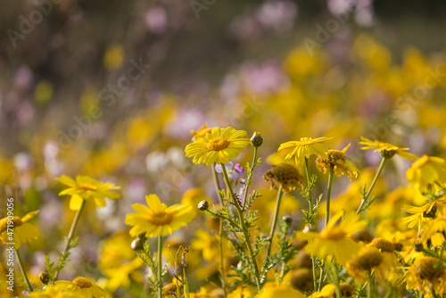 Profile view of many yellow wildflowers in a field with multicolored out of focus background