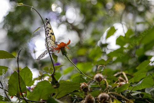 Delicate yellow and black butterfly feeds from an orange flower with a green and bokeh out of focus background of leaves photo