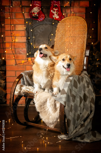 Portrait of two cute red-white welsh corgi pembroke in an armchair by the fireplace. 