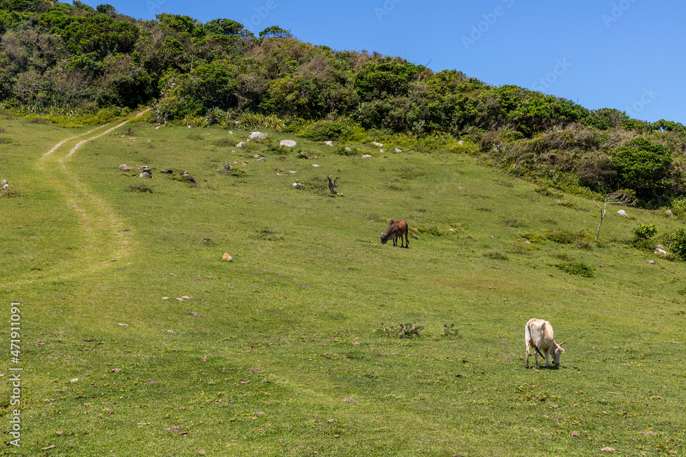 Fototapeta premium Farm fiels with cow held and forest