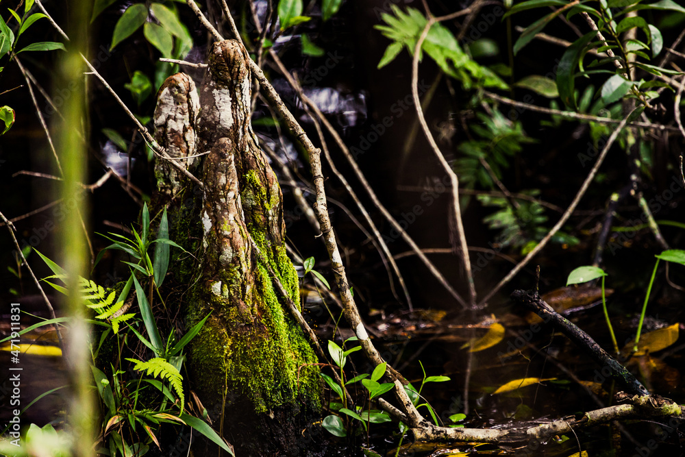 cypress knee in the florida everglades cypress knee in the florida everglades