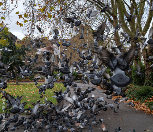 A large group of pigeons on the park grounds at autumn time in sudden chaotic take-off. 